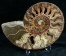 Stunning Cut & Polished Ammonite #6879-2